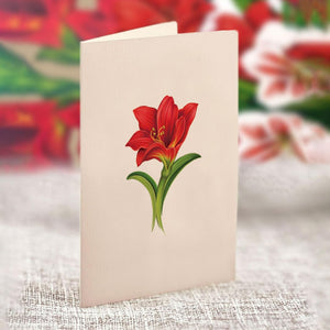 Scarlet Amaryllis Pop Up Flower Bouquet