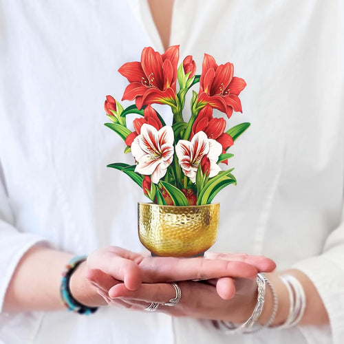 Scarlet Amaryllis Pop Up Flower Bouquet