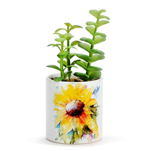 Sunflower Succulent
